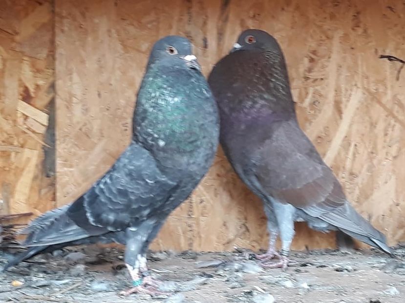 356C2143-A668-4512-88D4-049774409DA5 - GUSATI HORSEMAN