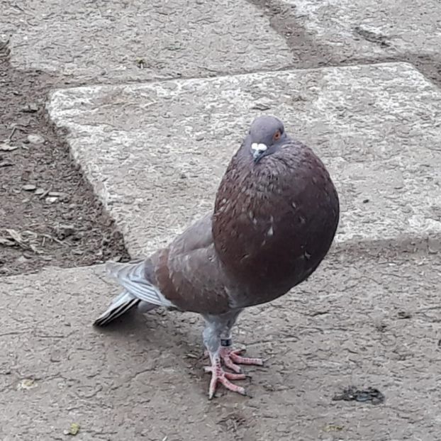 6D35DD7D-1D30-4B38-B0FB-3B6DD64B86BC - GUSATI HORSEMAN