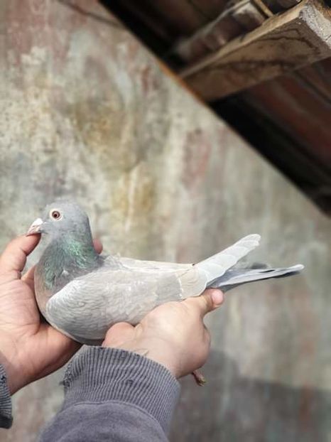  - NU AMI APARTIN 2020