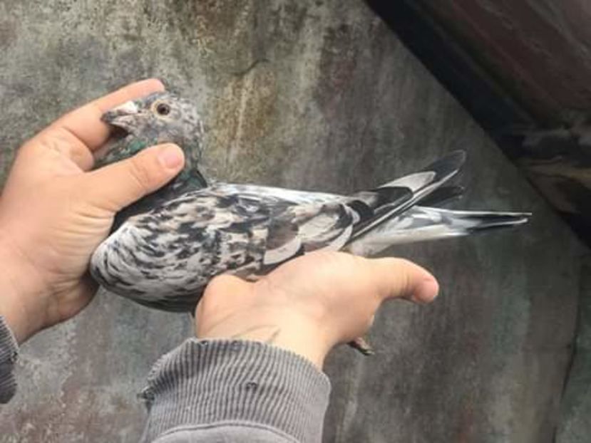  - NU AMI APARTIN 2020