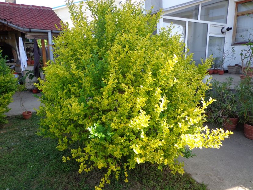  - 0-1 Ligustrum Ovalifolium Variegat Disponibil 2025