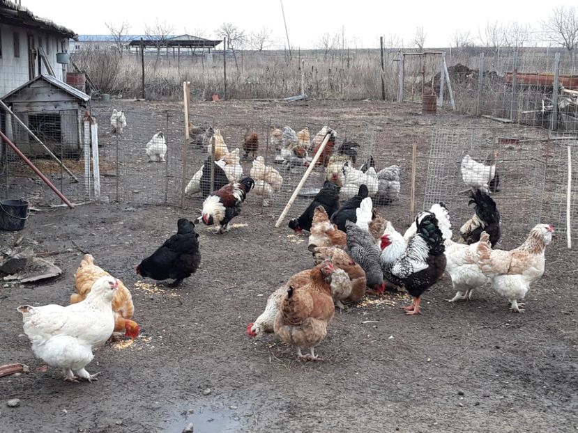  - 3-gaini motate barboase si golase 2020