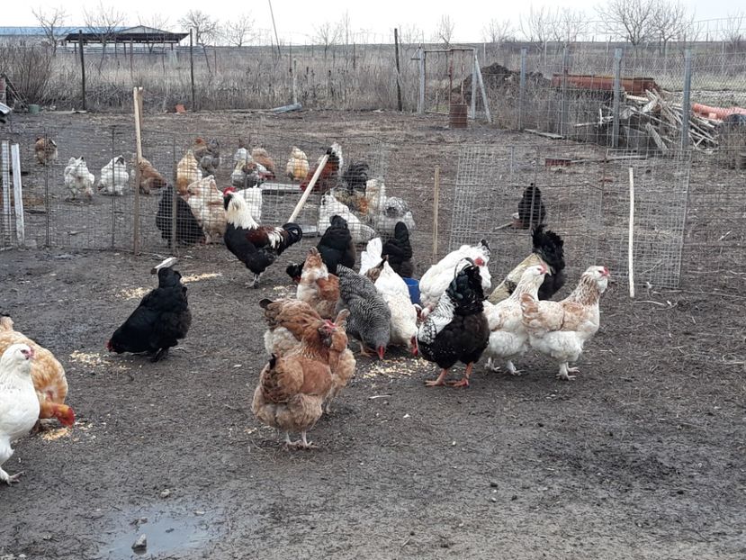  - 3-gaini motate barboase si golase 2020