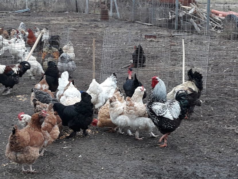  - 3-gaini motate barboase si golase 2020