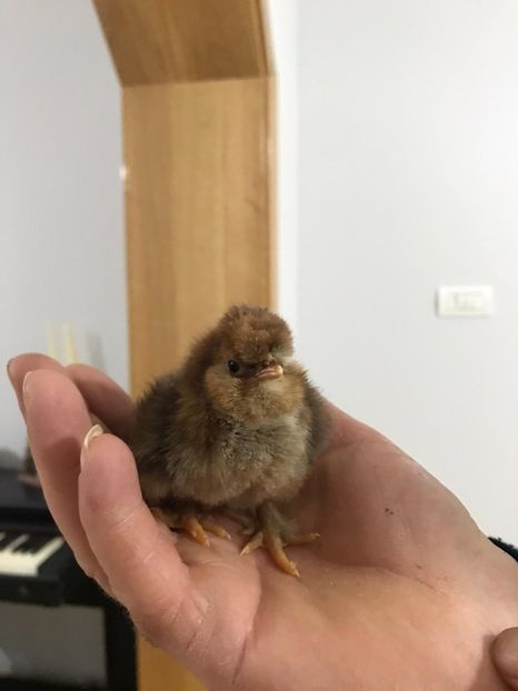 Pui motat si bărbos scos anul acesta din găinile de mai sus - 3-gaini motate barboase si golase 2020