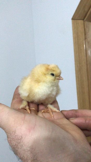 Motat si barbos - 3-gaini motate barboase si golase 2020