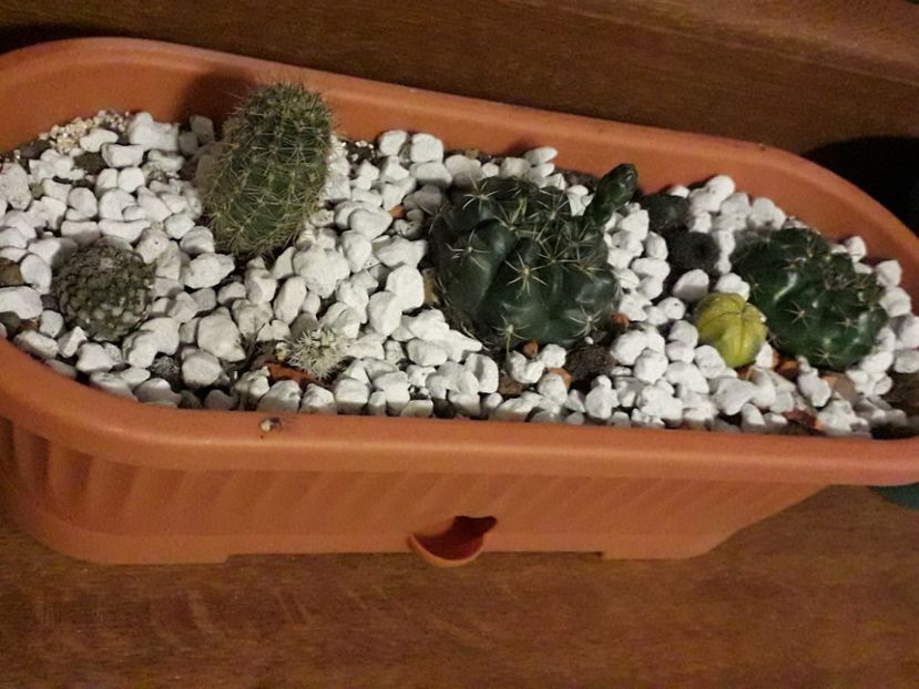  - Țepoşi si suculente