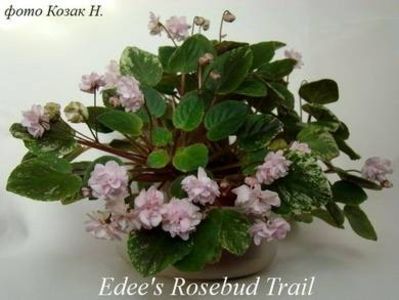 poza net - ZZEdees Rosebud Trail