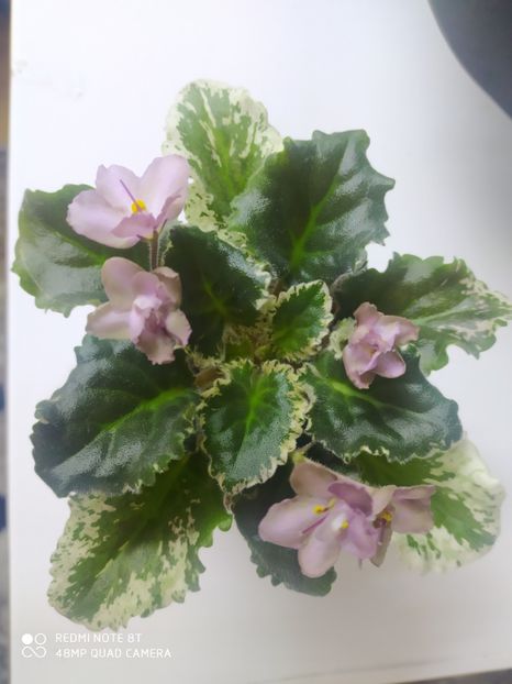 15 februarie 2020 - ZZZ_____Wild Irish Rose