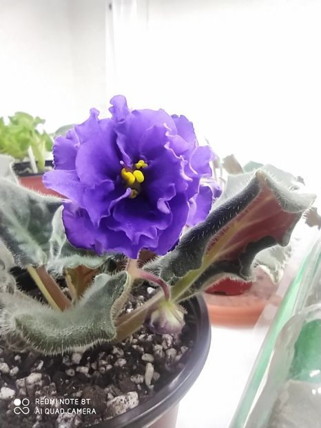 15 februarie 2020 - ZZZ_____LE Mozaika sp