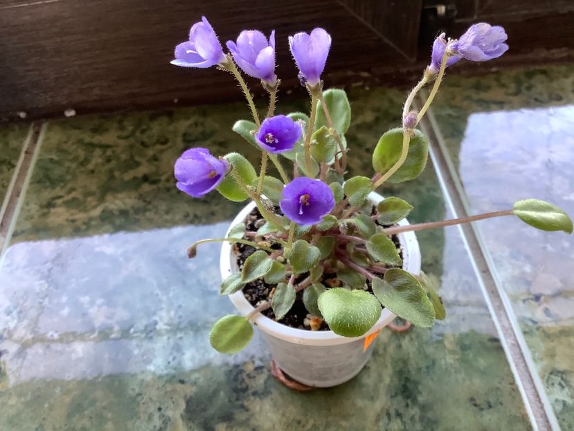  - Vallarta Campanas Moradas