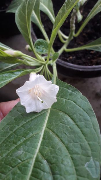  - Iochroma Interspecific White Knight