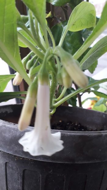  - Iochroma Interspecific White Knight