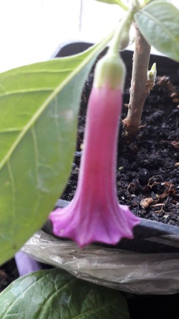  - Acnistus Australian x Iochroma Rosa Lila