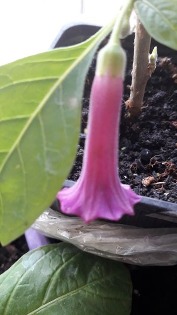  - Acnistus Australian x Iochroma Rosa Lila