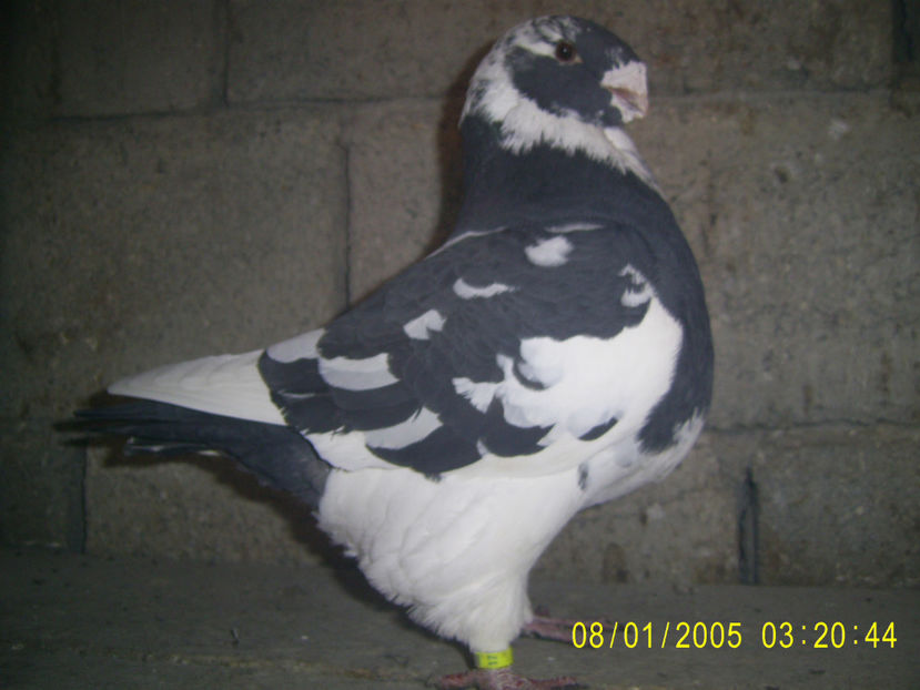 M - 2017 - americani baltati - perechi 2020