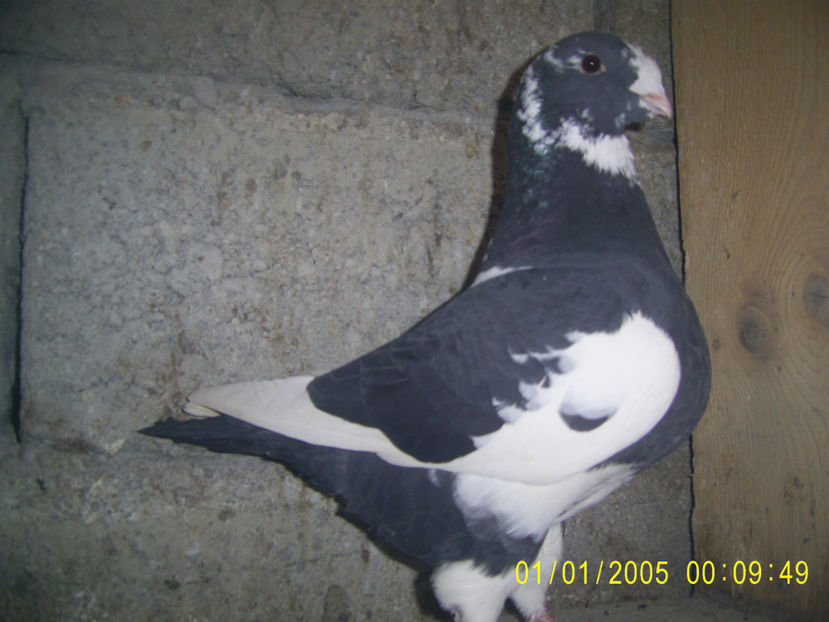 M - 2019 - americani baltati - perechi 2020