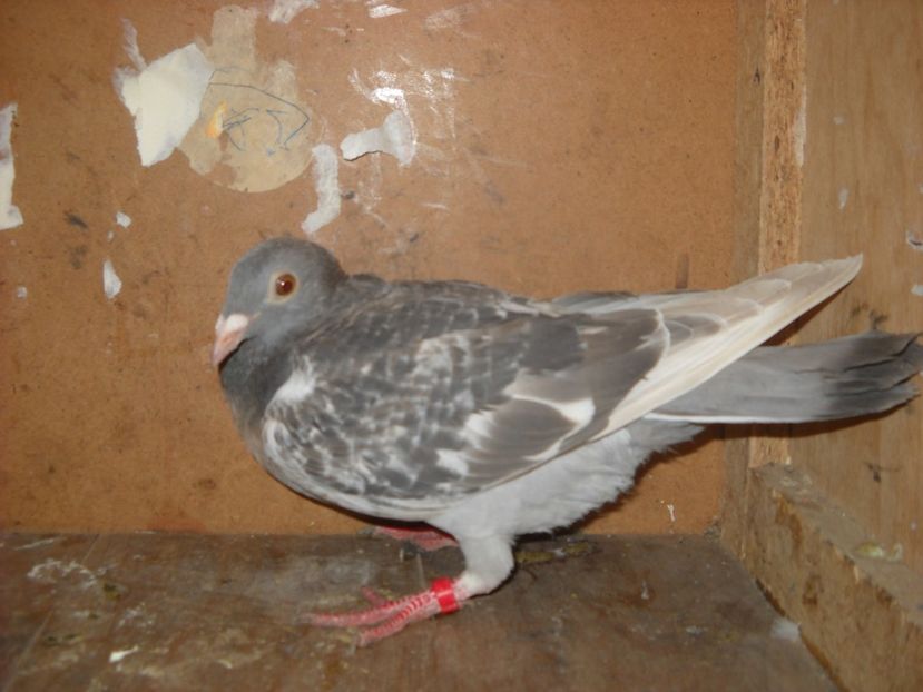  - PORUMBEI VANDUTI 2