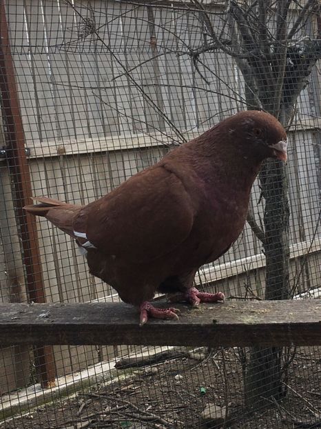 F:2017 - Porumbei vanduti 2017-2025