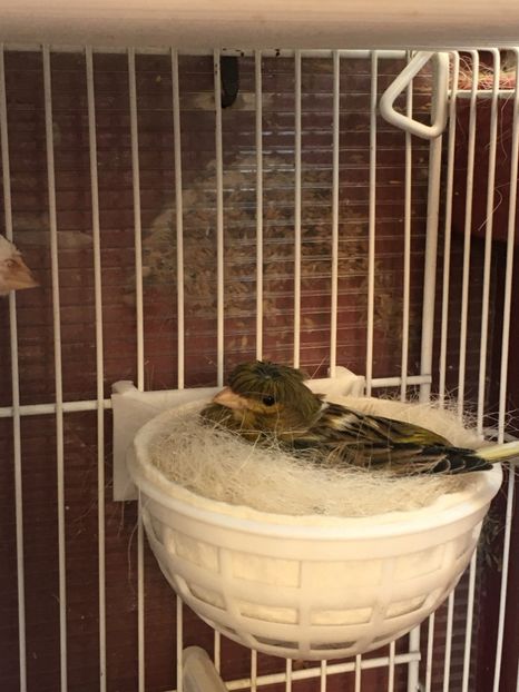 4007A858-625A-40C9-BEFC-A7237C90DE0B - TIMBRADOS 2020