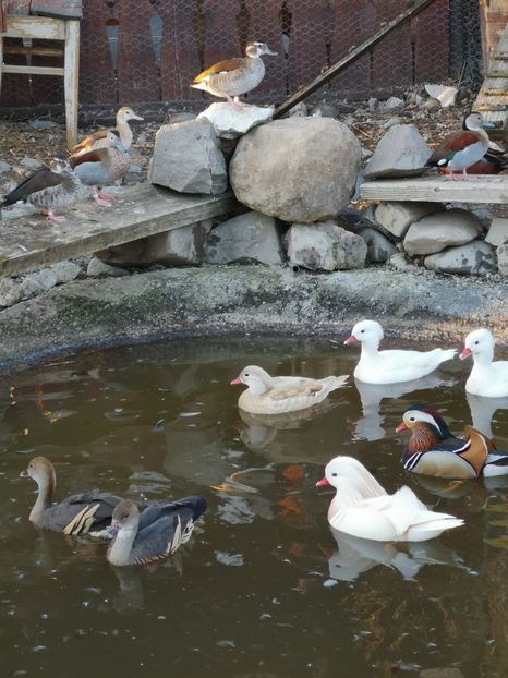  - Gisca Fluieratoare Cu Secera