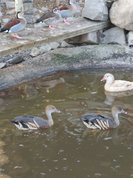  - Gisca Fluieratoare Cu Secera