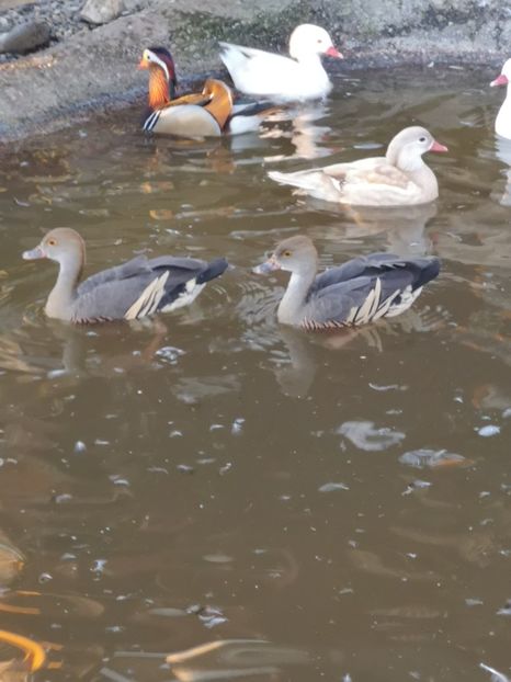  - Gisca Fluieratoare Cu Secera