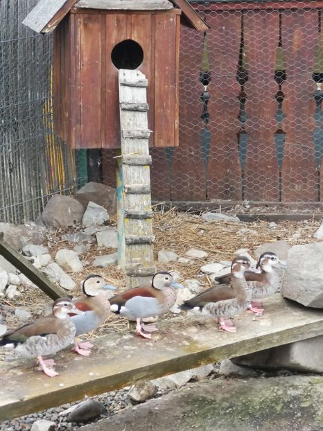  - Rate Micul Atlantic Sau Umar Rosu