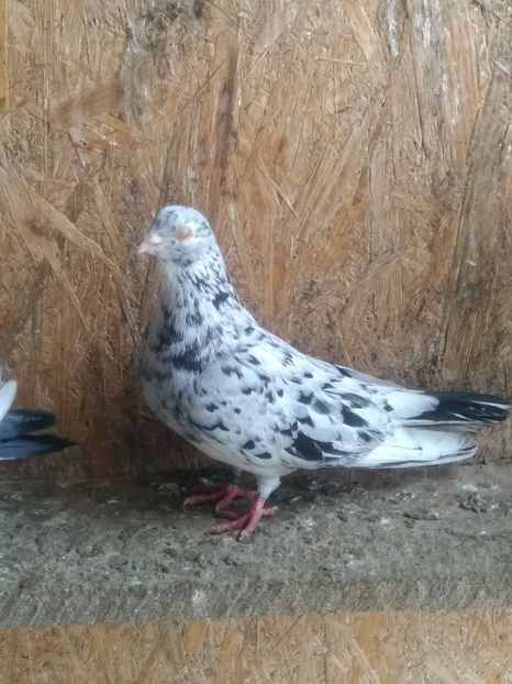  - Gallati