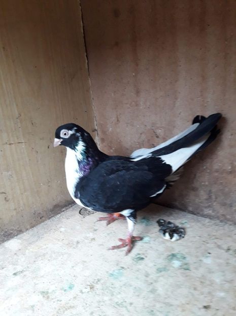 received_640625443348861 - Gallati