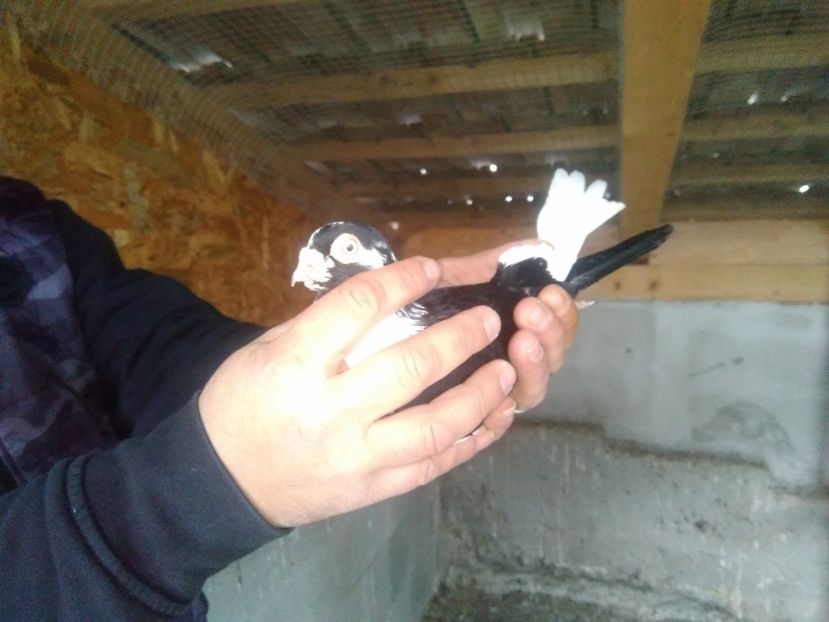  - Gallati