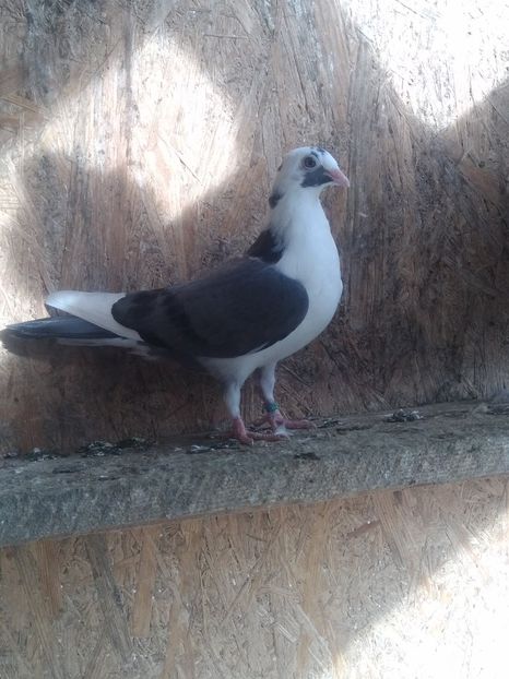  - Gallati
