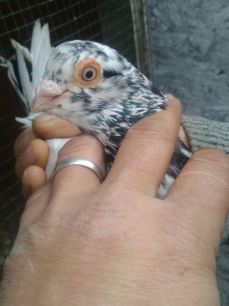  - Almonzi și culori mai deochiate