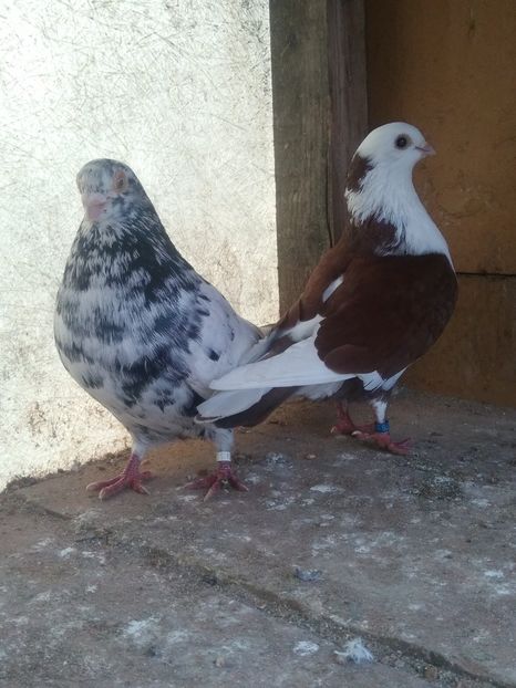  - Almonzi și culori mai deochiate