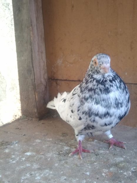  - Almonzi și culori mai deochiate