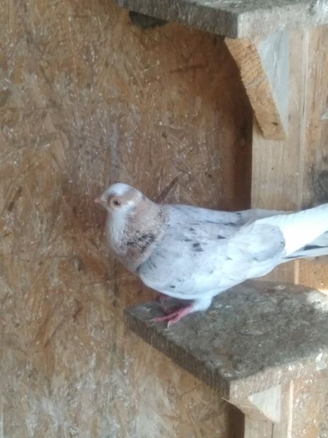  - Almonzi și culori mai deochiate