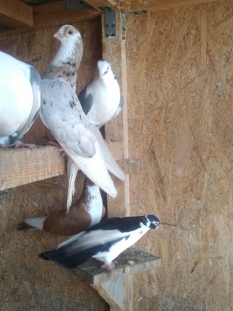  - Almonzi și culori mai deochiate