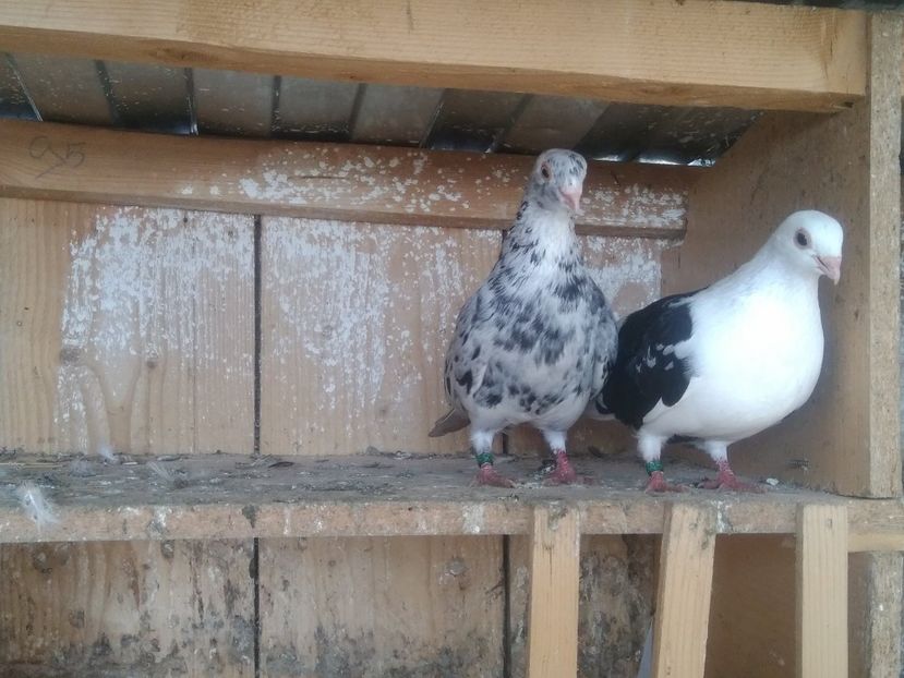  - Almonzi și culori mai deochiate