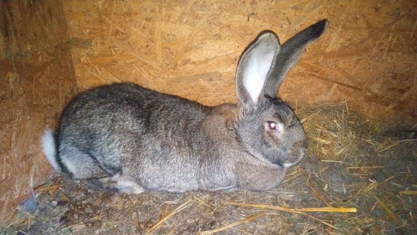 Femela 1 UGG - Femela 1- UGG-2020