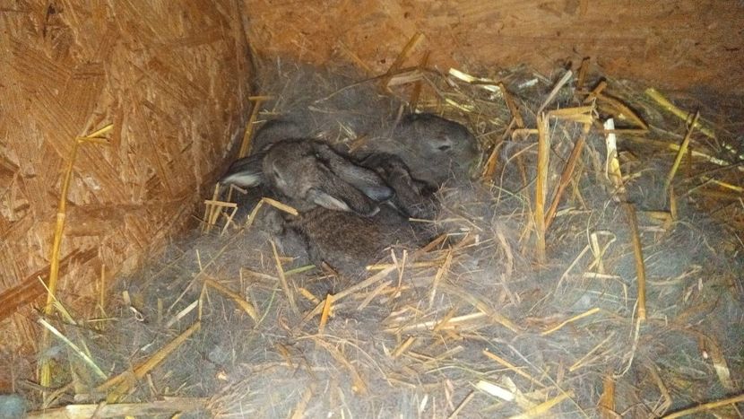 Cuib 01.02.2020 - Femela 2 UGG 2020