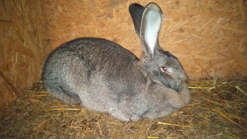 Femela 3 UGG - Femela 3 UGG 2020