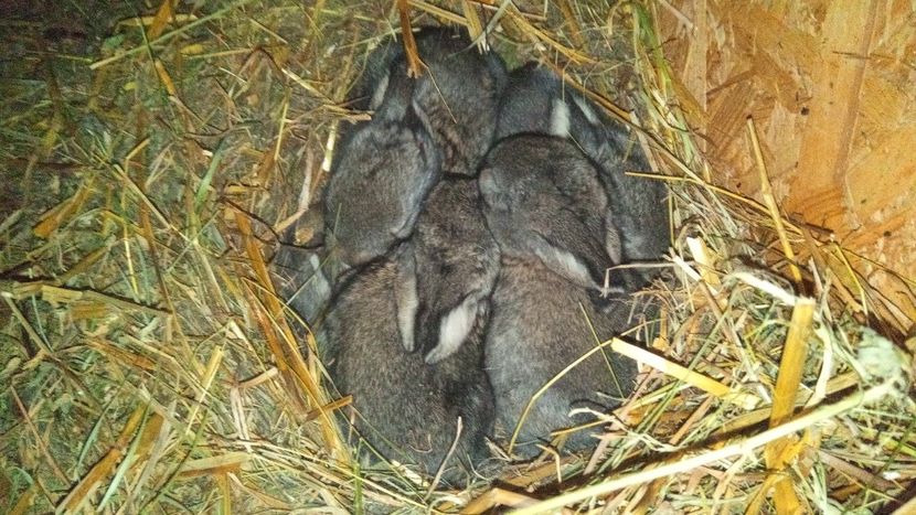 Cuib femela 3-01.02.2020 - Femela 3 UGG 2020