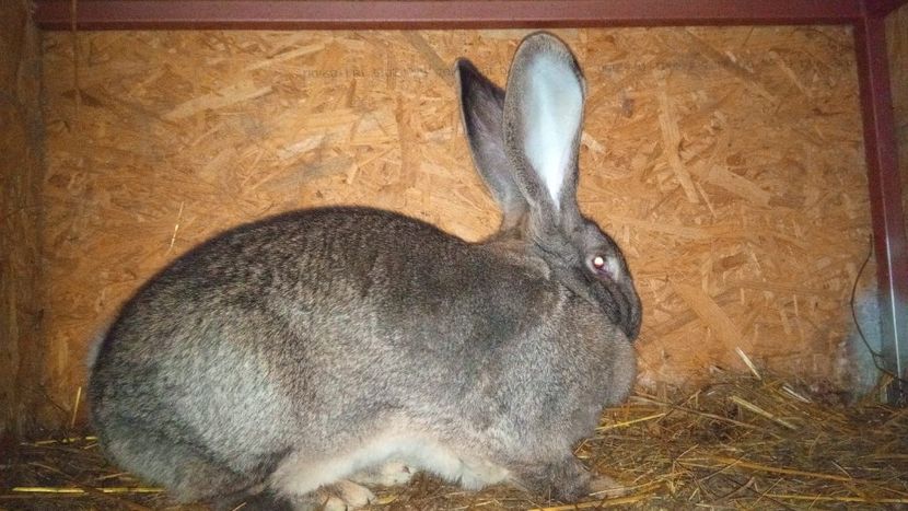 Femela 4 UGG - Femela 4 UGG-2020