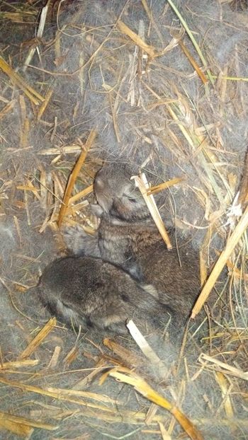 Cuib femela 4 - 01.02.2020 - Femela 4 UGG-2020