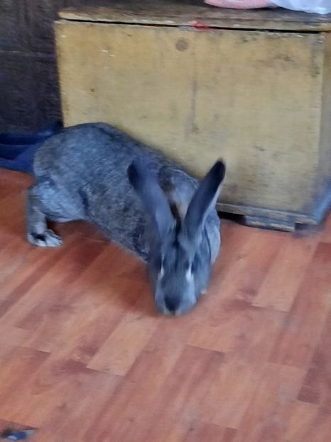  - Iepuri mei in 2020