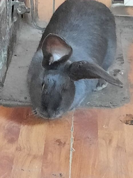  - Iepuri mei in 2020