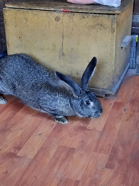  - Iepuri mei in 2020