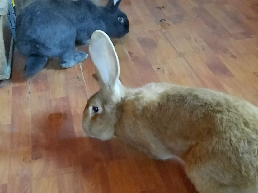  - Iepuri mei in 2020