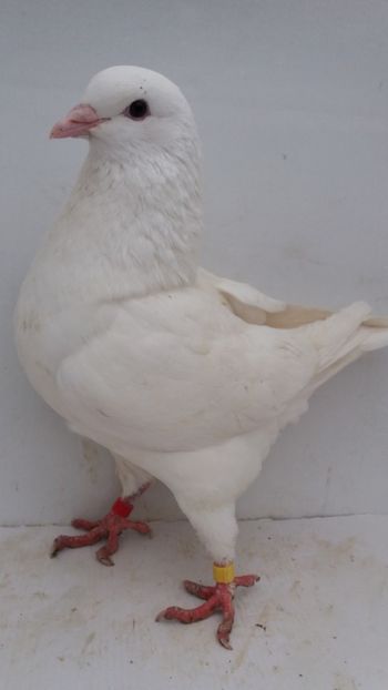 F 2019 vanduta - De vanzare kingi