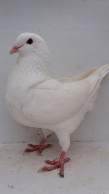 F 2019 vanduta - De vanzare kingi